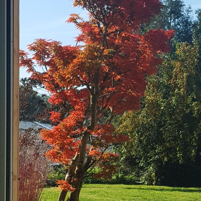 Acer palmatum 'Shishigashira' plant