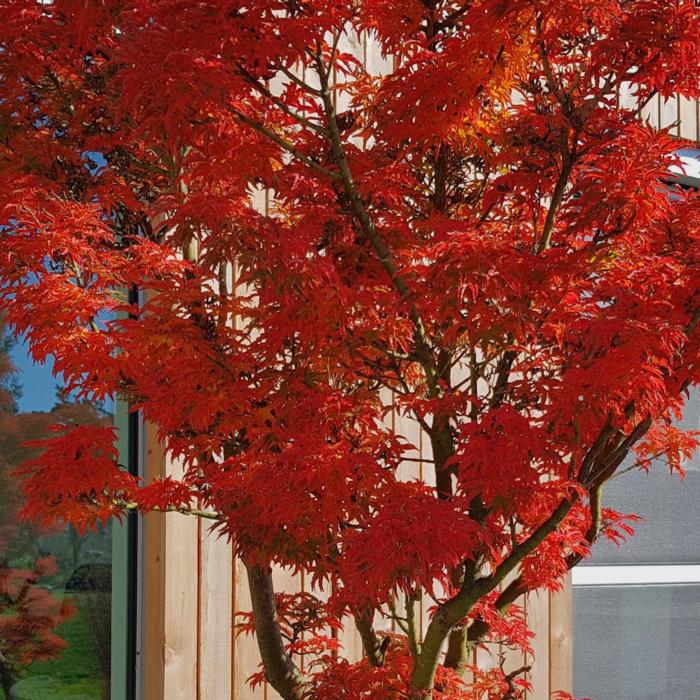 Acer palmatum 'Shishigashira' plant