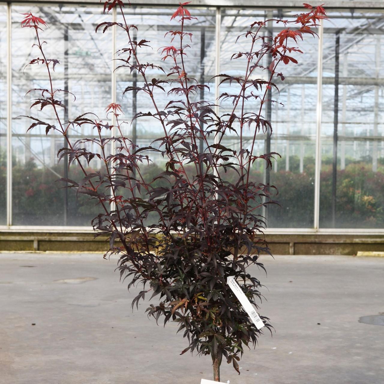  Acer palmatum 'Skeeter's Broom' plant