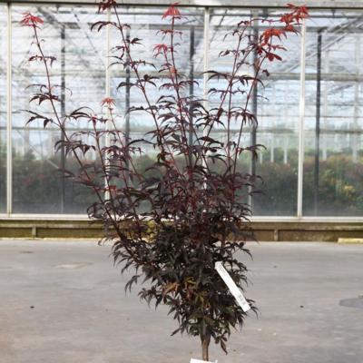 acer-palmatum-skeeters-broom