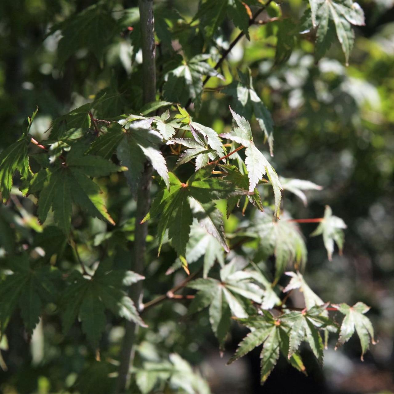 Acer palmatum plant