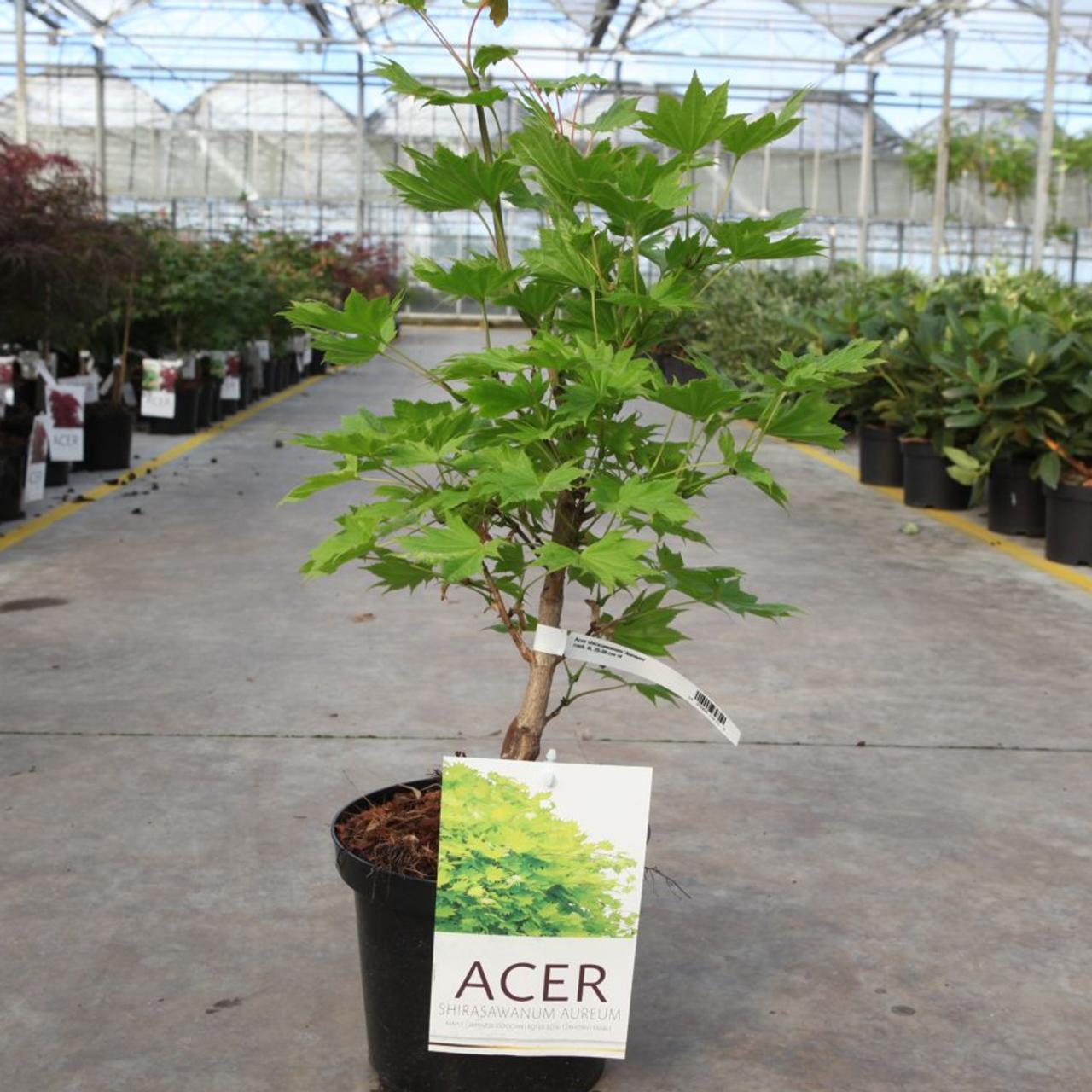 Acer shirasawanum 'Aureum' plant