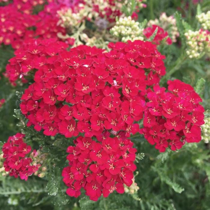 Achillea millefolium 'Tutti Frutti' plant