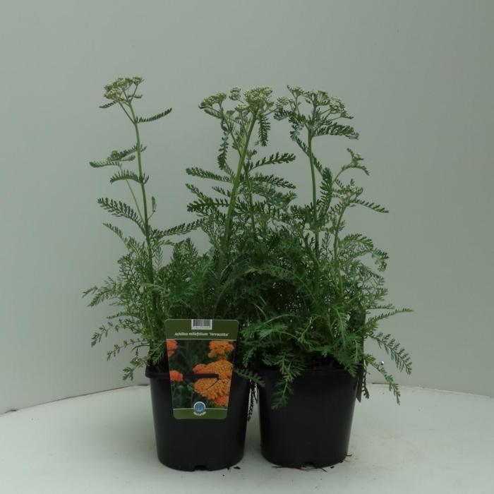 Achillea 'Terracotta' plant