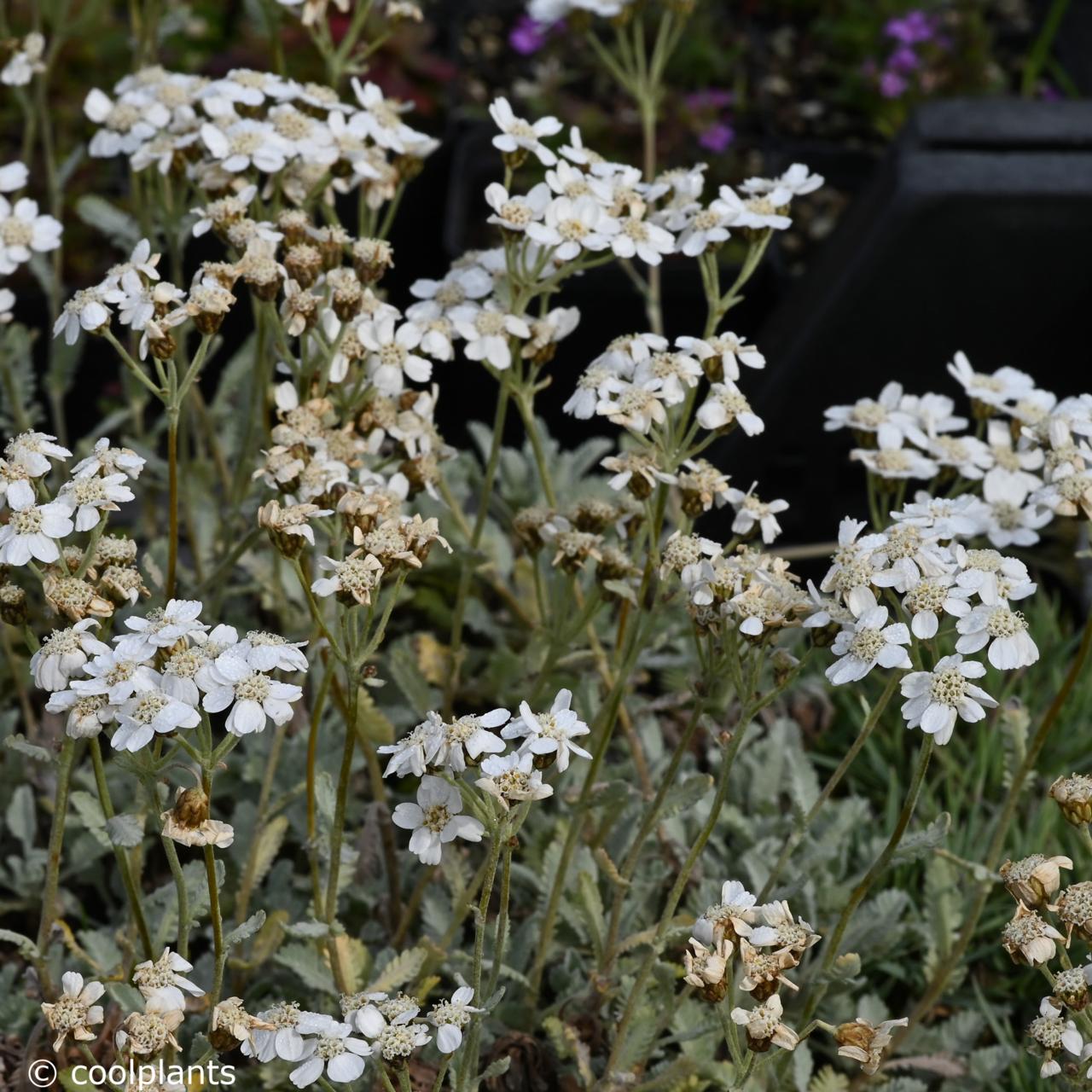 Achillea umbellata plant