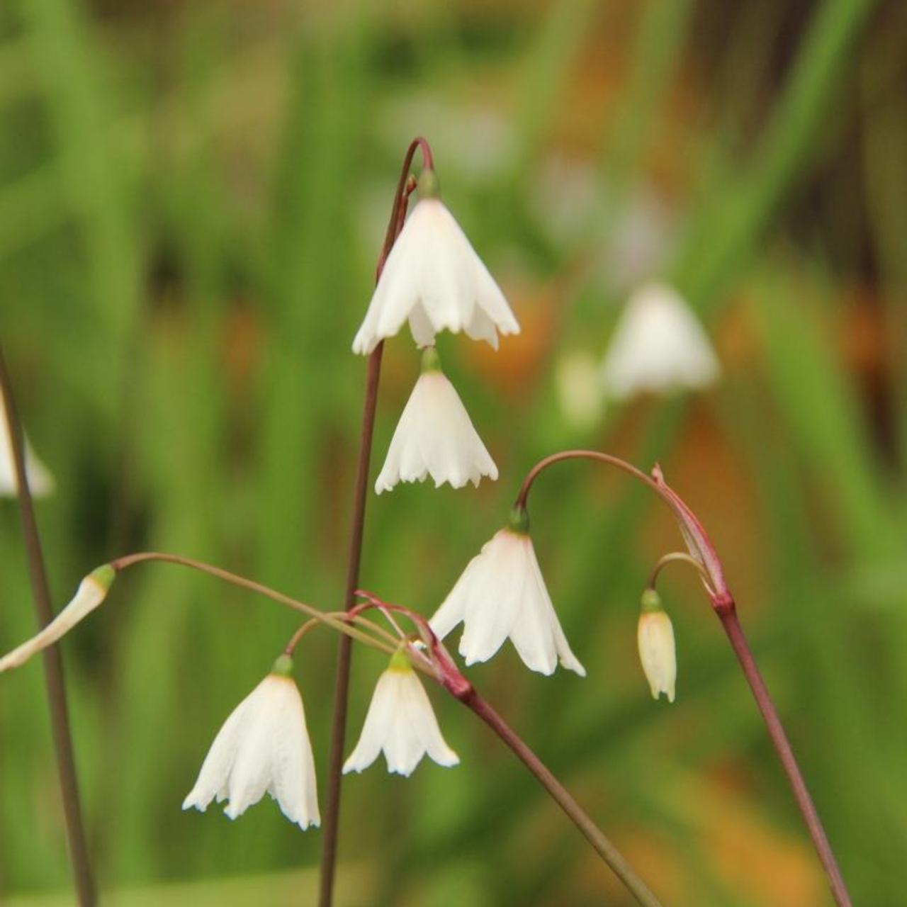 Acis autumnalis 'September Snow' plant