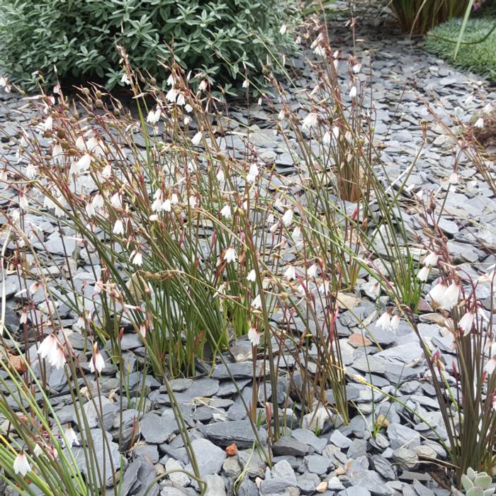 Acis autumnalis plant