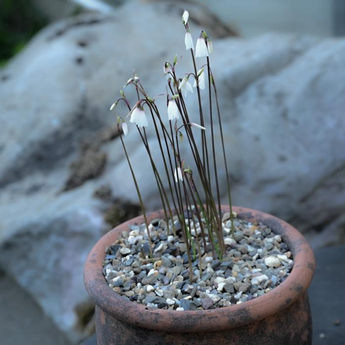 Acis autumnalis plant