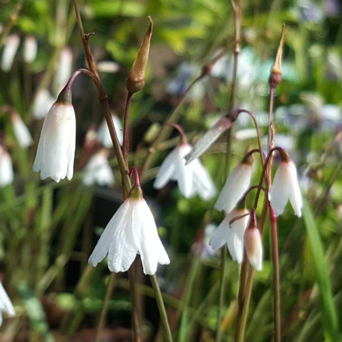 Acis autumnalis plant