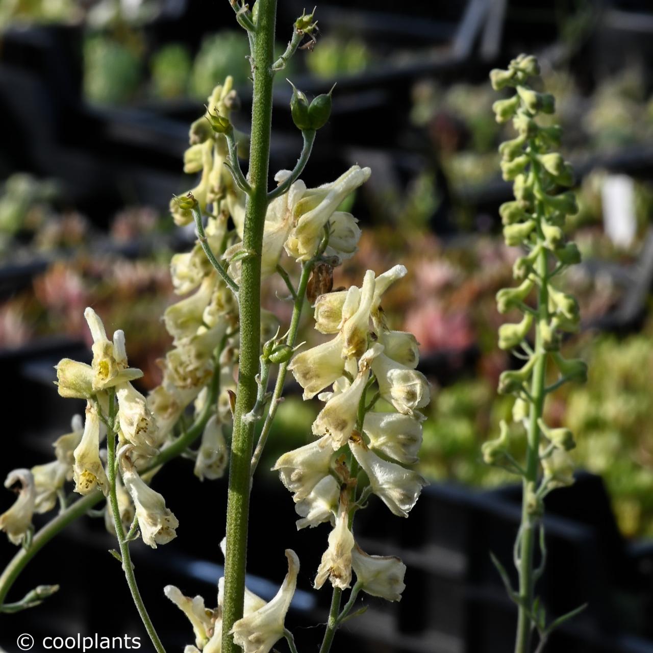 Aconitum anthora plant