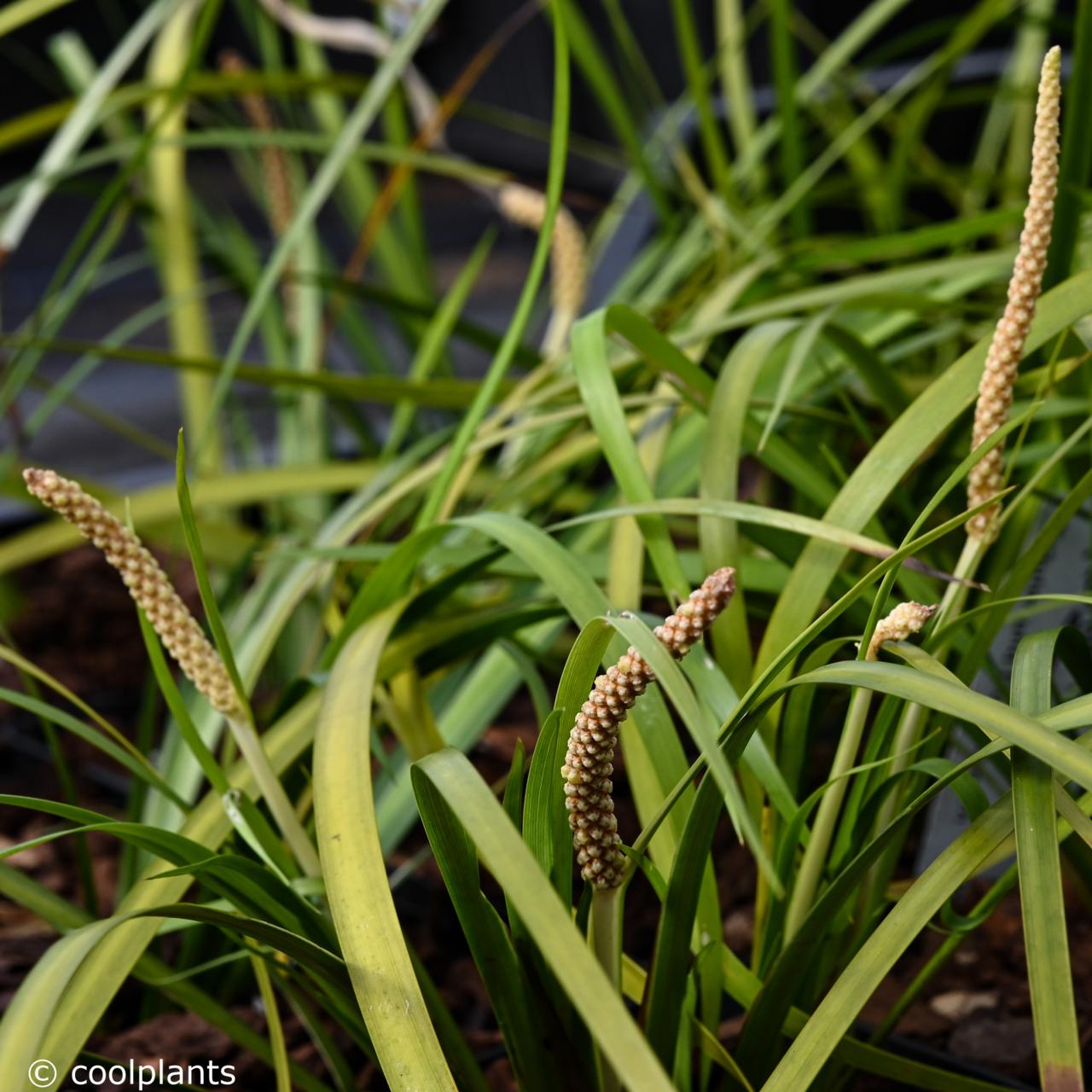 Acorus gramineus 'Licorice' plant