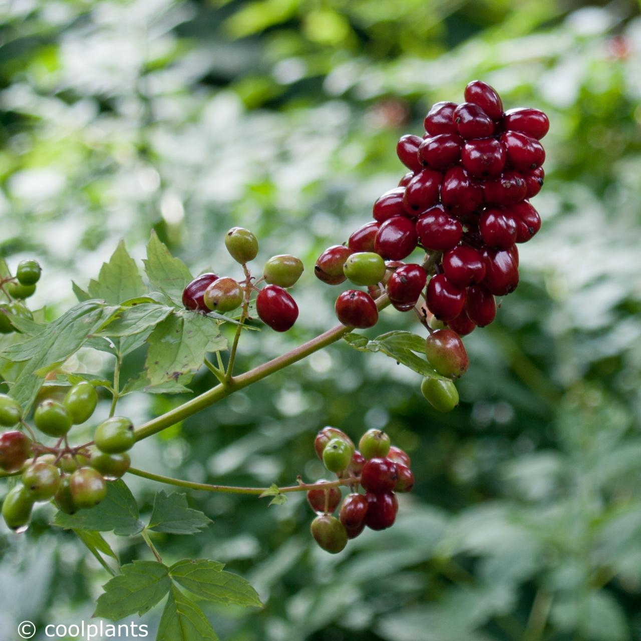 Actaea rubra plant