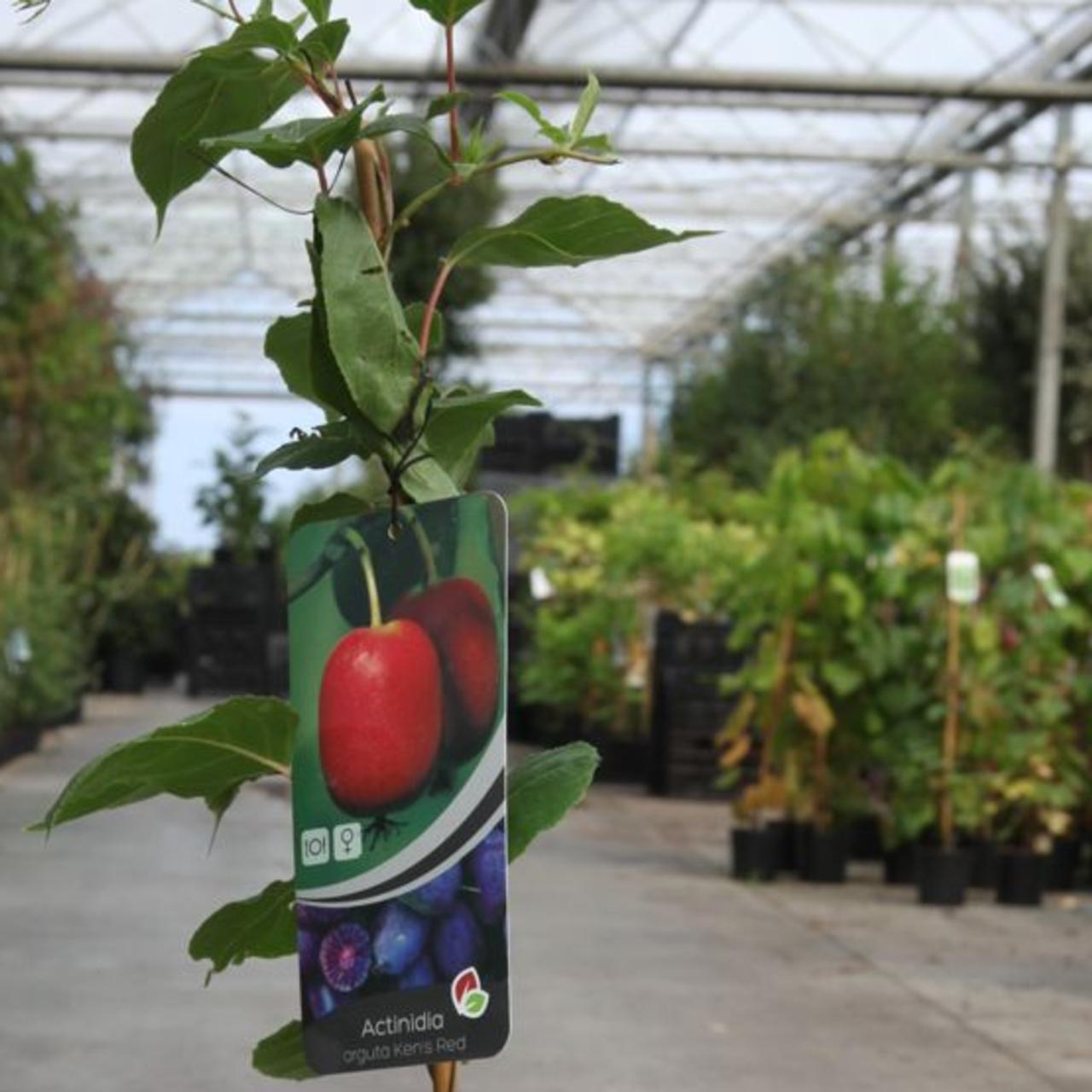 Actinidia arguta 'Ken's Red' plant