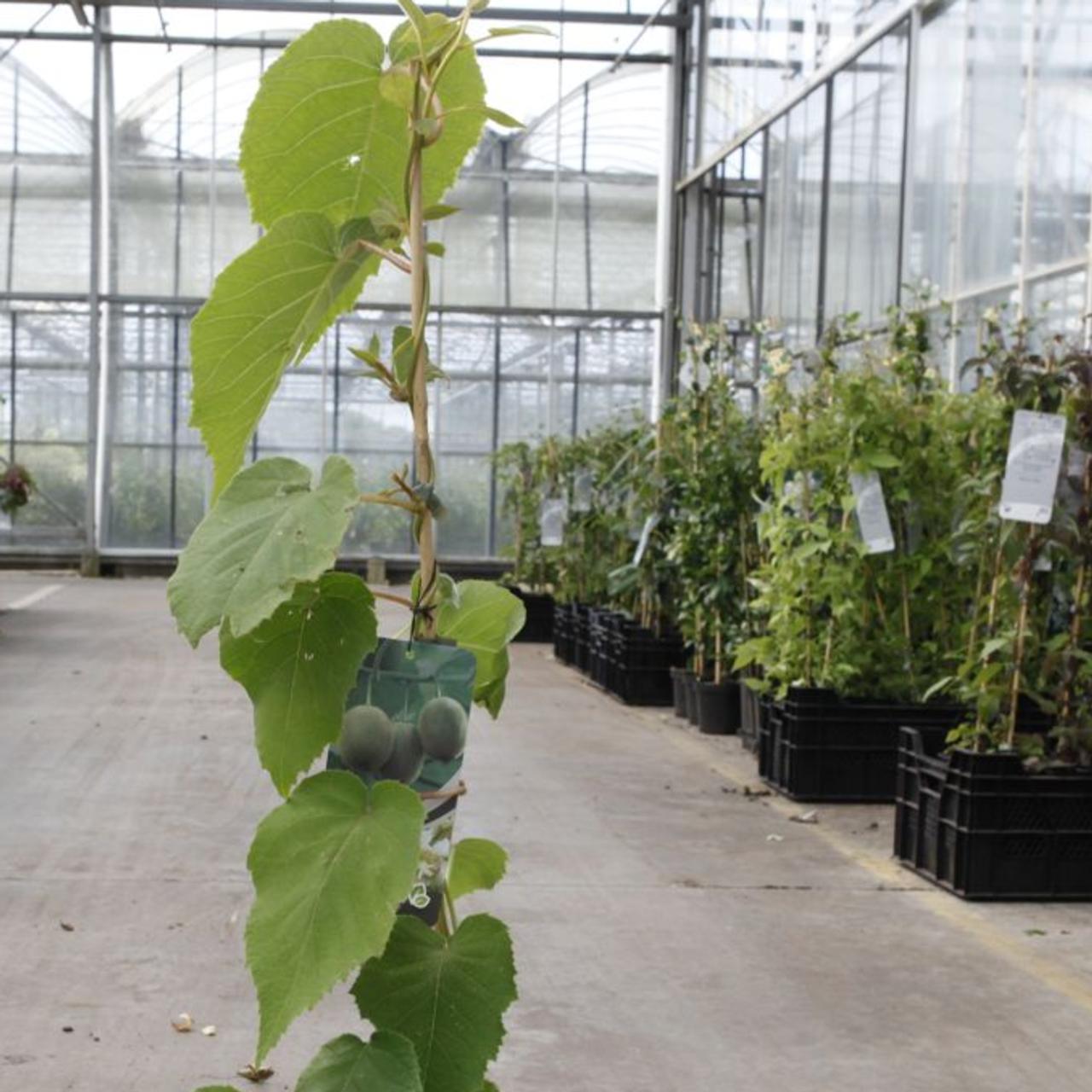 Actinidia deliciosa 'Hayward' plant