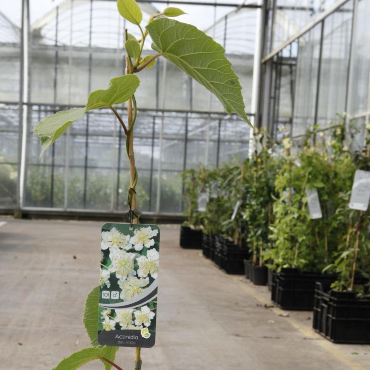 Actinidia deliciosa 'Atlas' plant