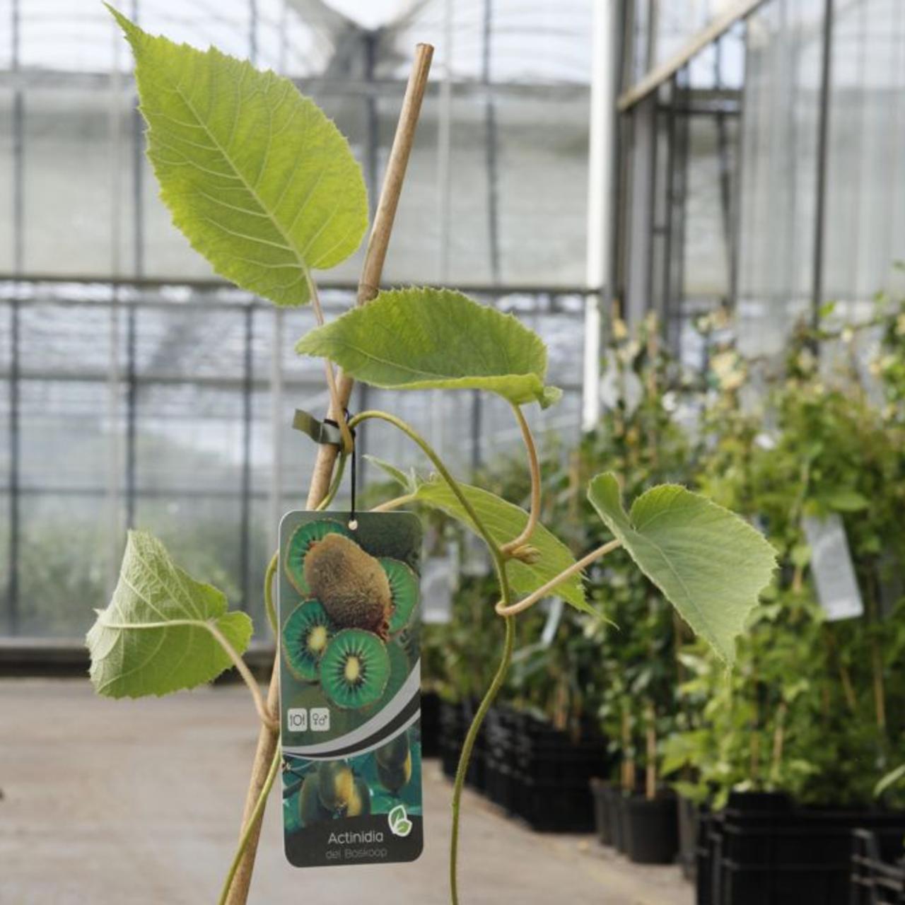 Actinidia deliciosa 'Boskoop' plant