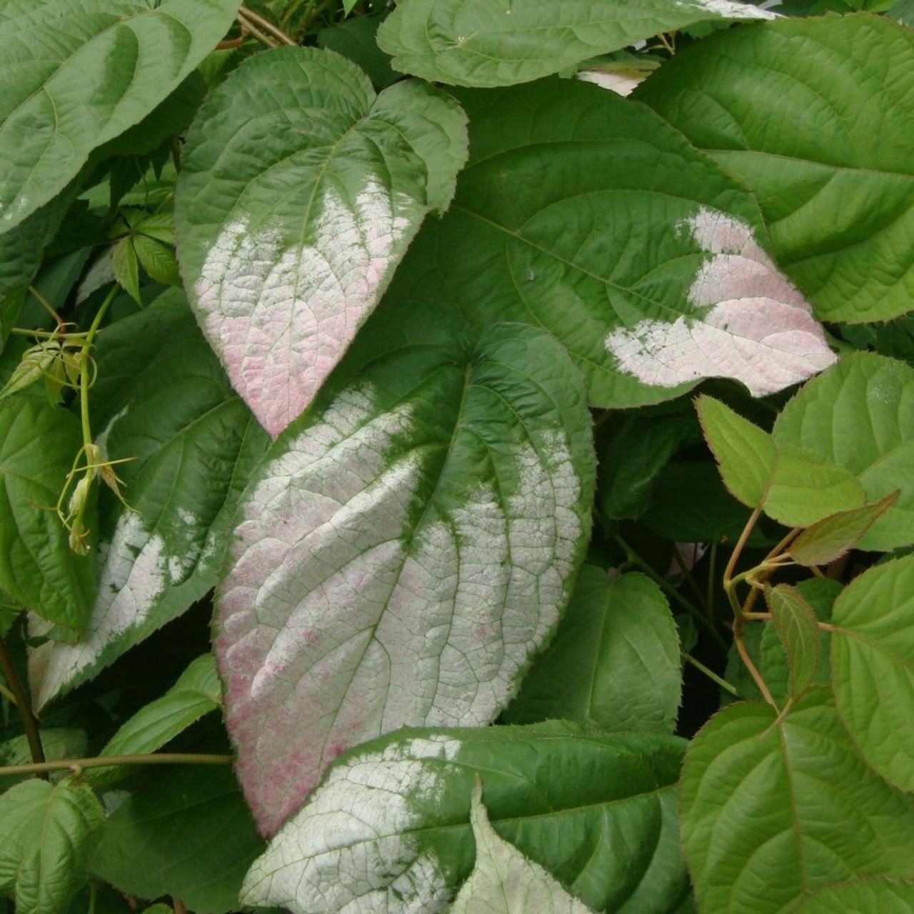 Actinidia kolomikta plant