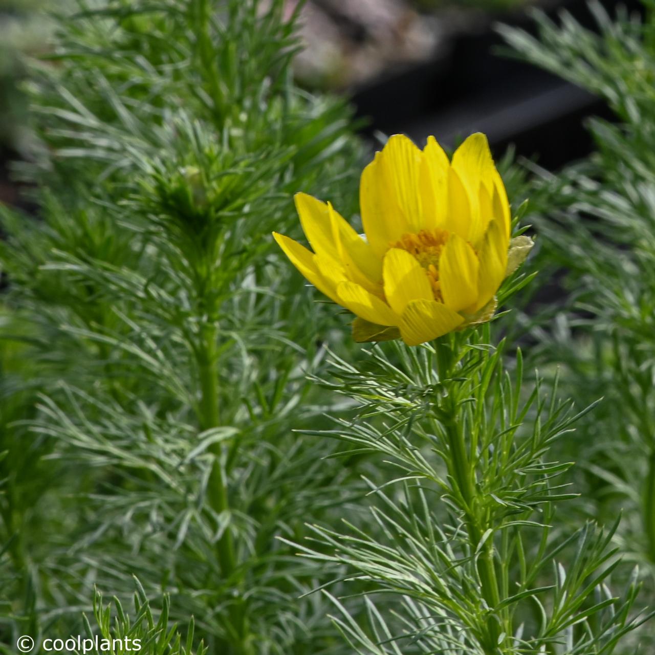 Adonis vernalis plant