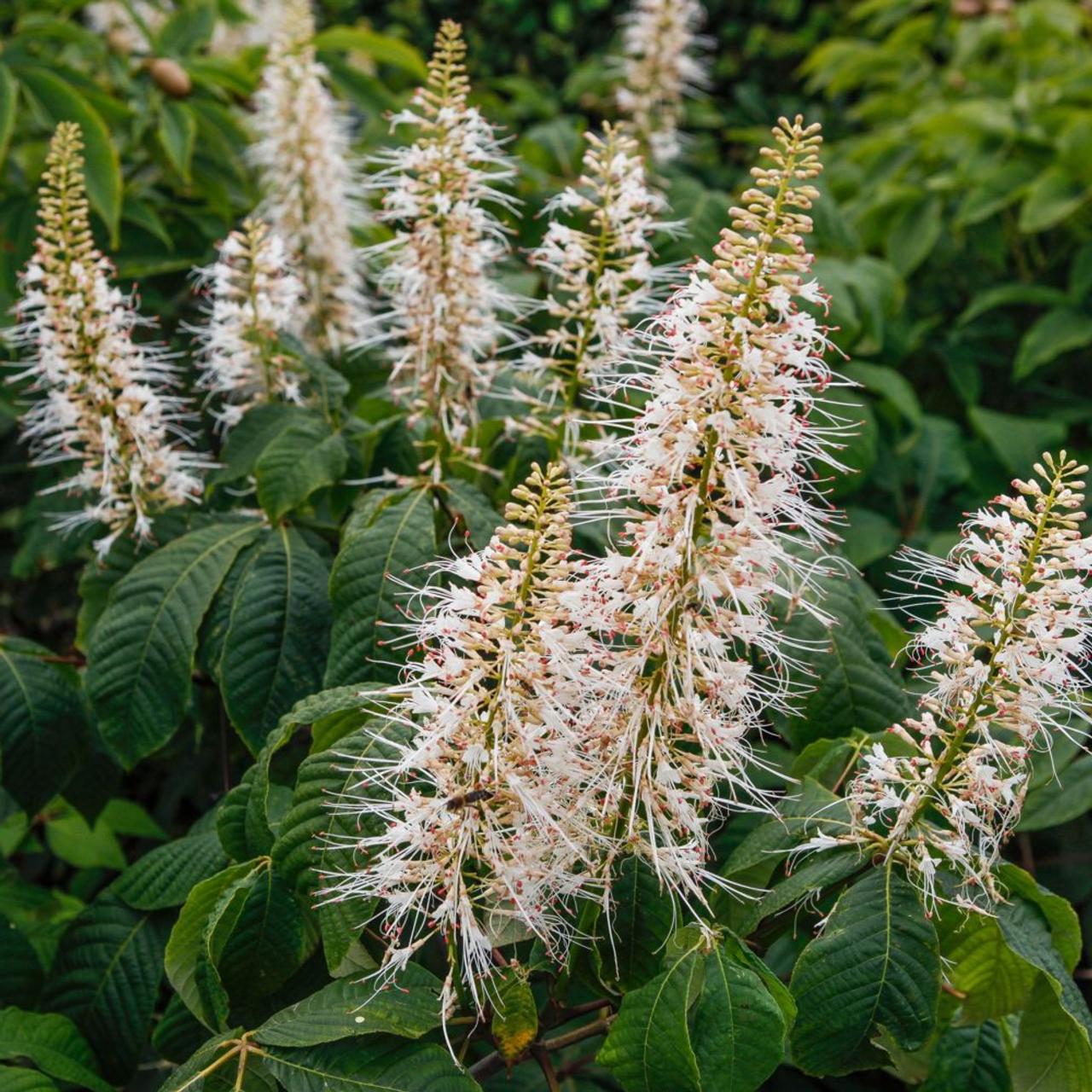 Aesculus parviflora plant