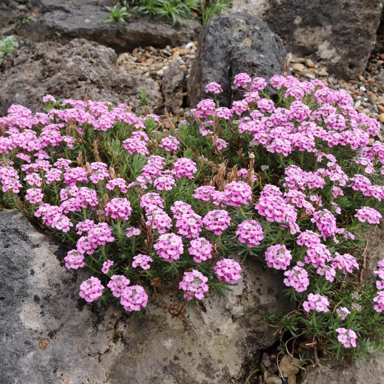 Aethionema schistosum plant