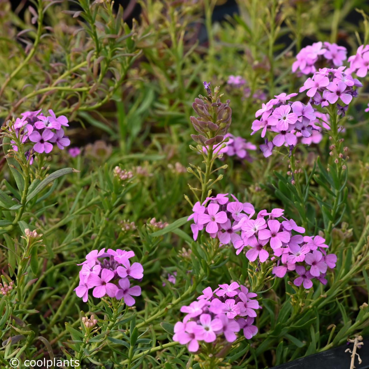 Aethionema 'Warley Rose' plant