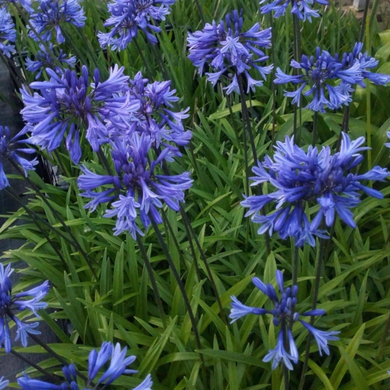 Agapanthus 'African Queen' plant