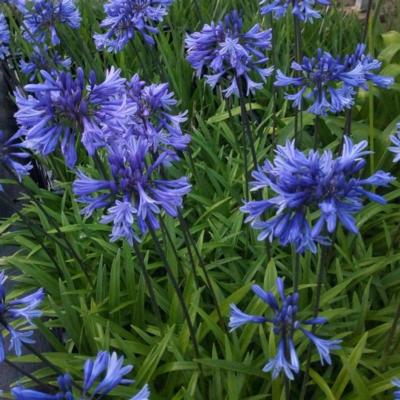 agapanthus-african-queen