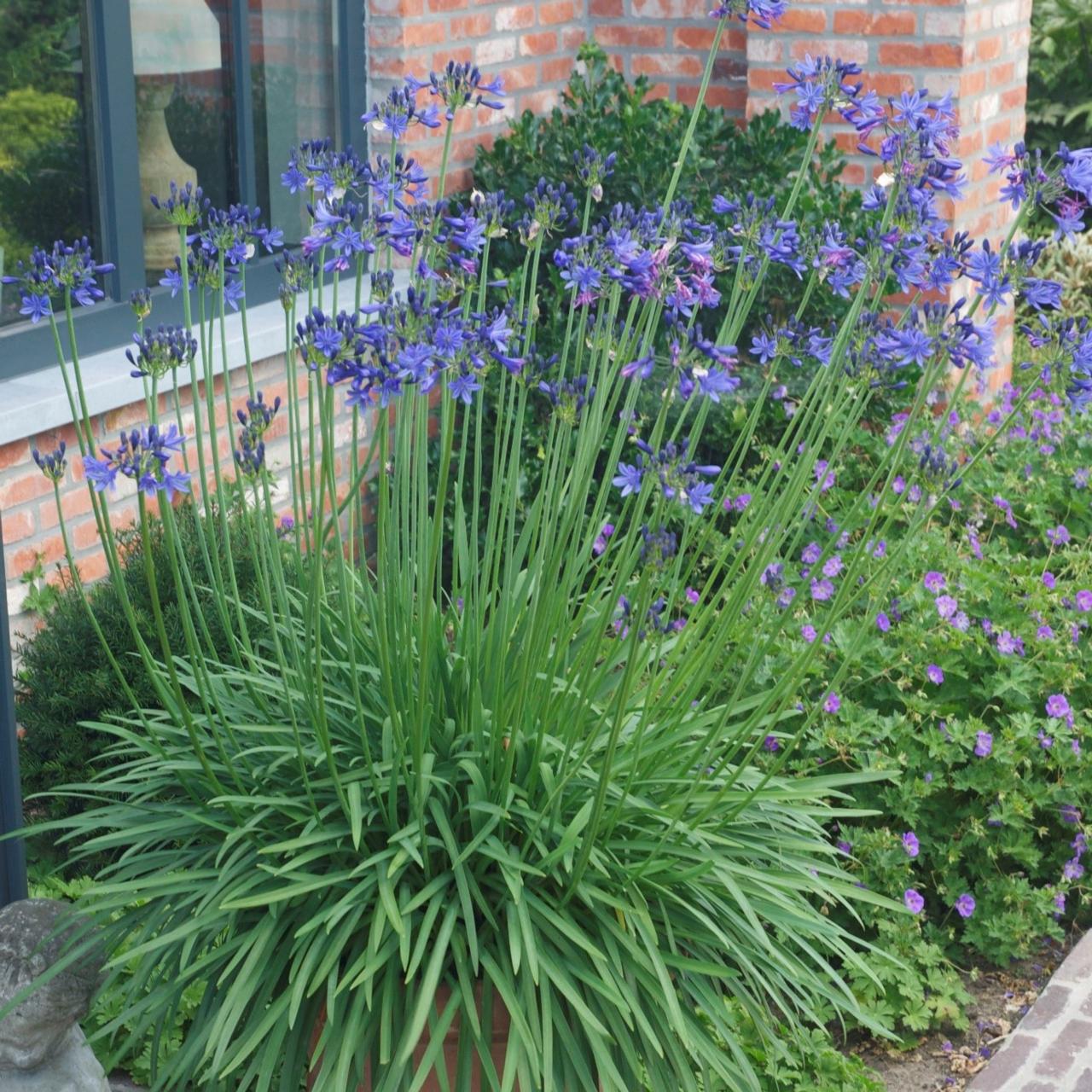 Agapanthus africanus 'Stephanie's Beauty' plant