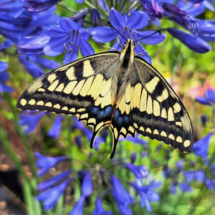 Agapanthus africanus 'Stephanie's Beauty' plant