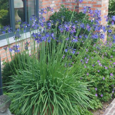 agapanthus-africanus-stephanies-beauty