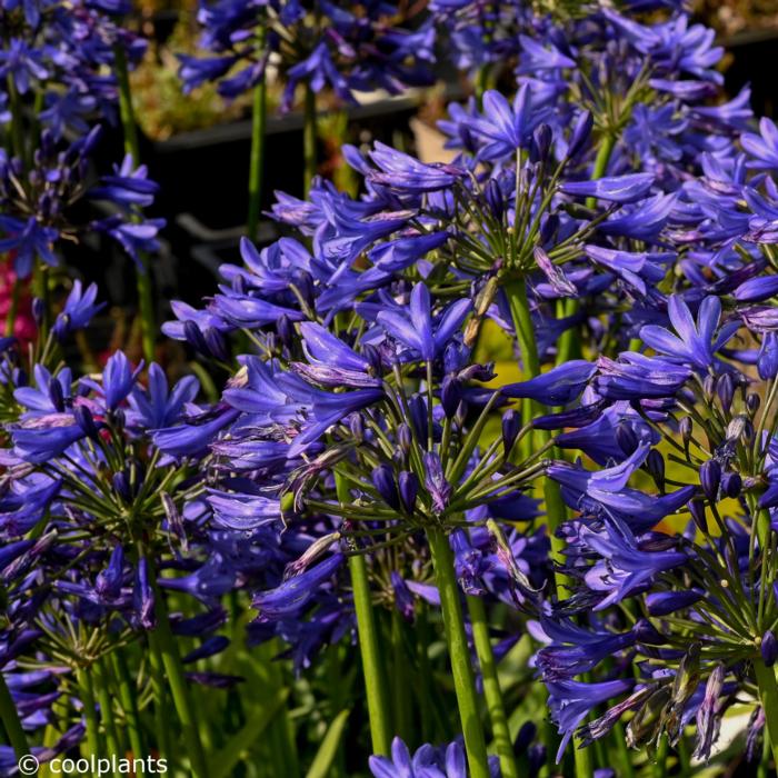 Agapanthus africanus 'Stephanie's Beauty' plant