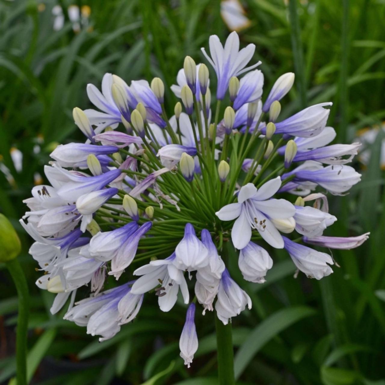 Agapanthus africanus 'Twister' plant