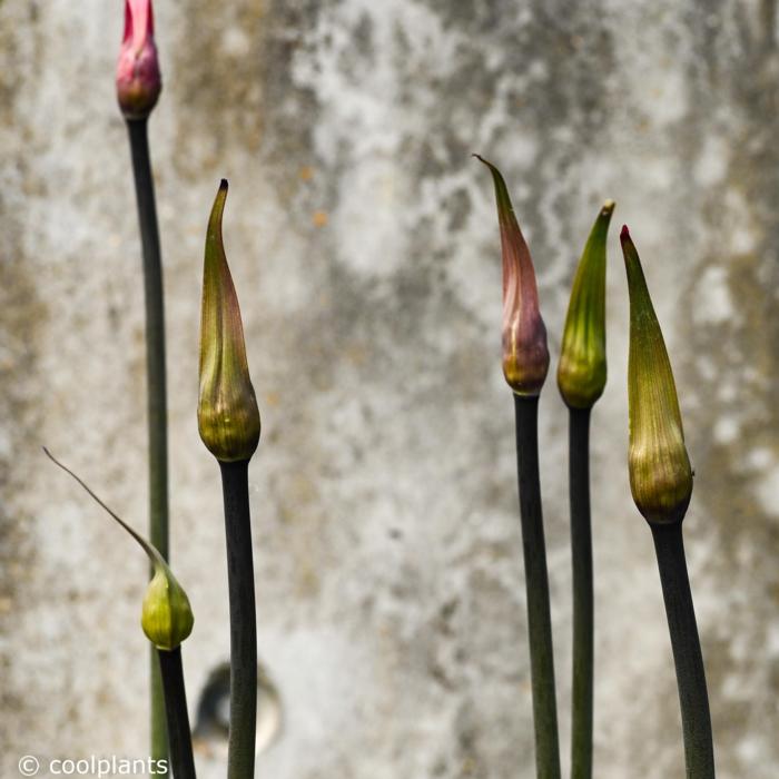 Agapanthus 'Black Arrow' plant