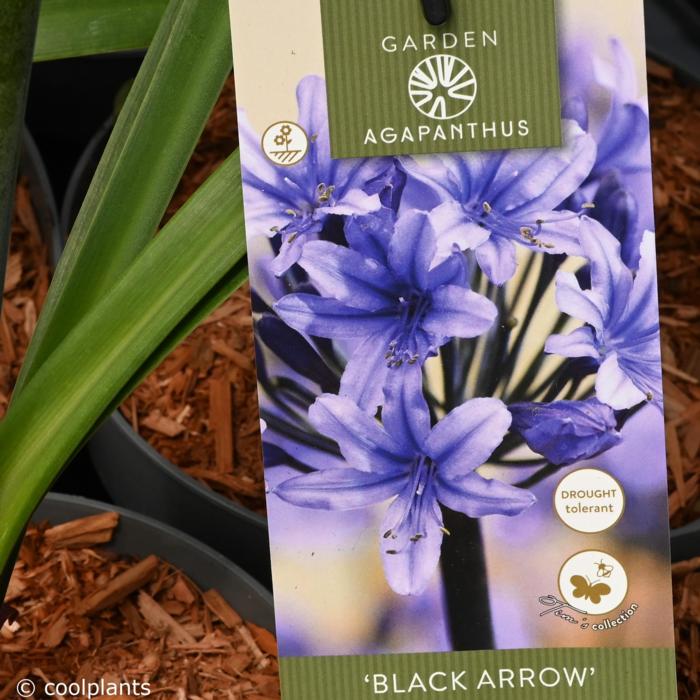 Agapanthus 'Black Arrow' plant