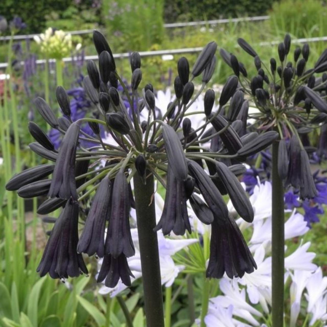 Agapanthus 'Black Magic' plant