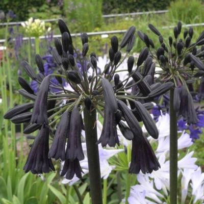 agapanthus-black-magic