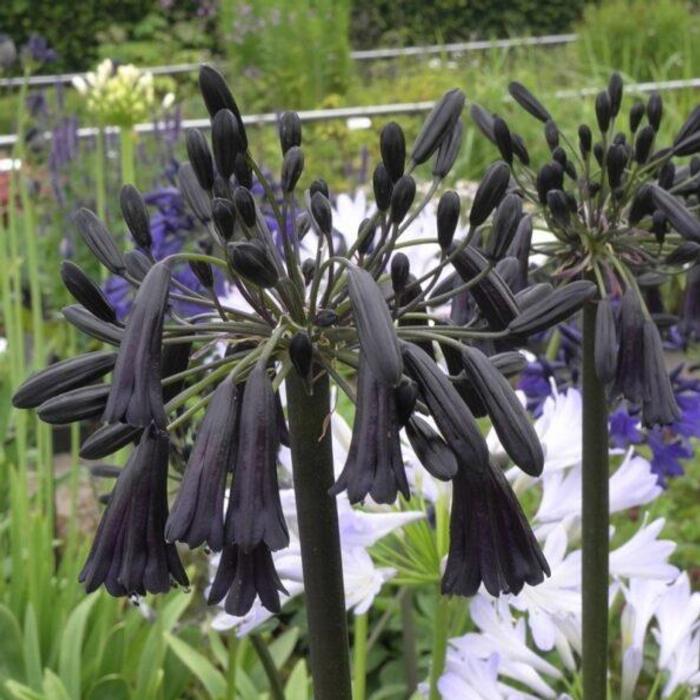 Agapanthus 'Black Magic'