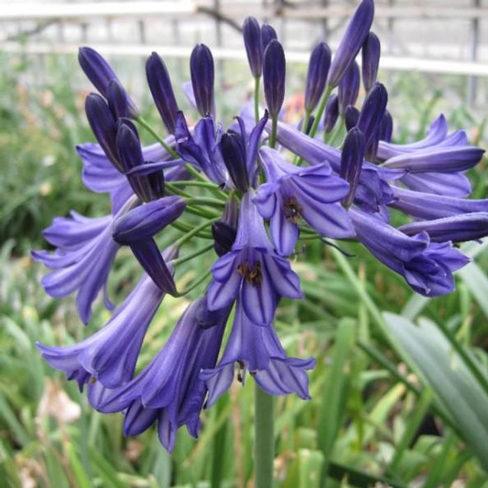 Agapanthus 'Black Pantha' plant