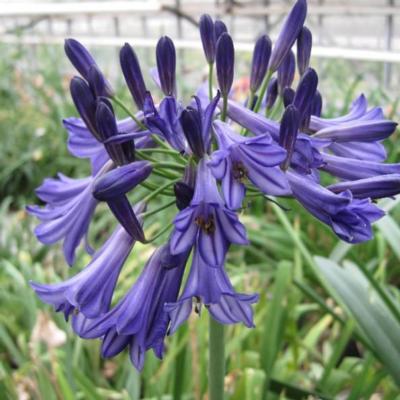 agapanthus-black-pantha