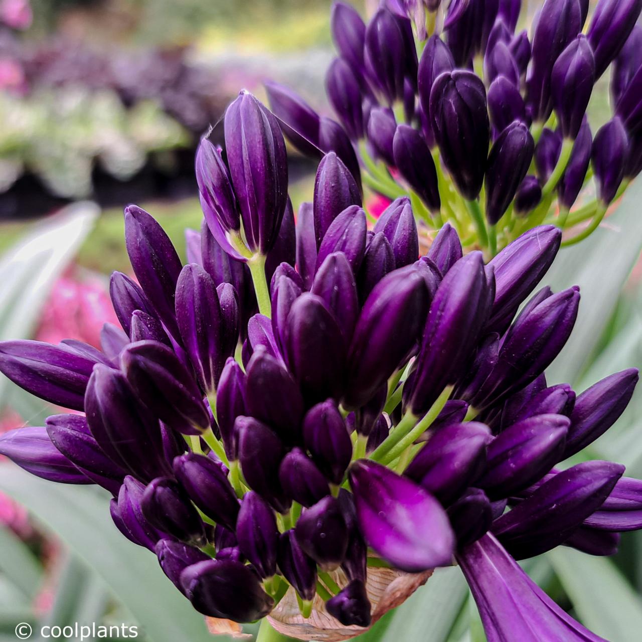 Agapanthus BlackJack plant