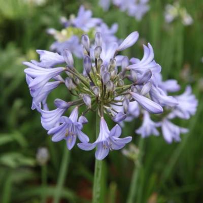 agapanthus-blue-curaao