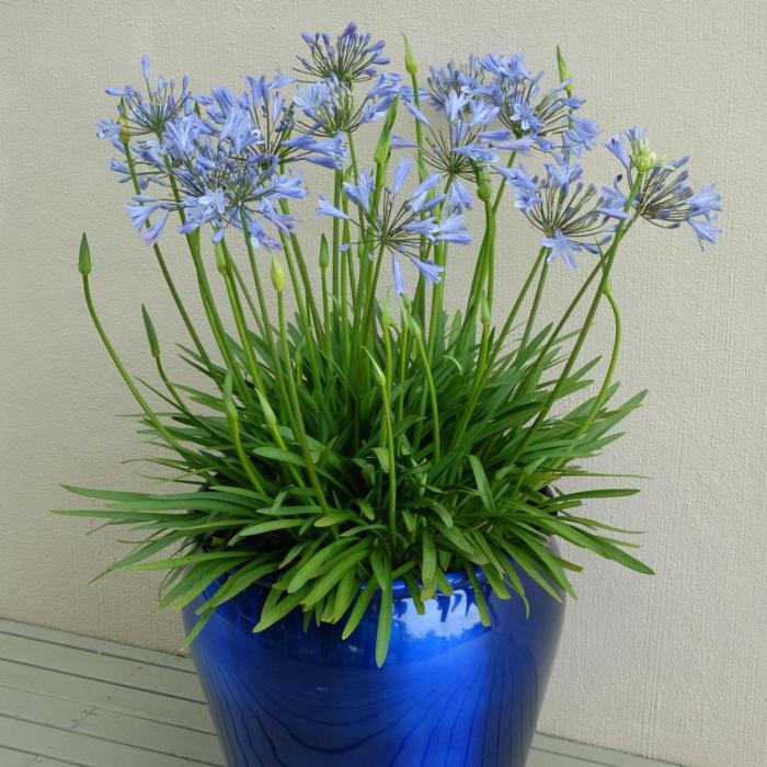 Agapanthus BLUESTORM buy plants at Coolplants