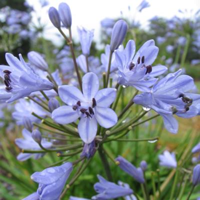 agapanthus-bluestorm