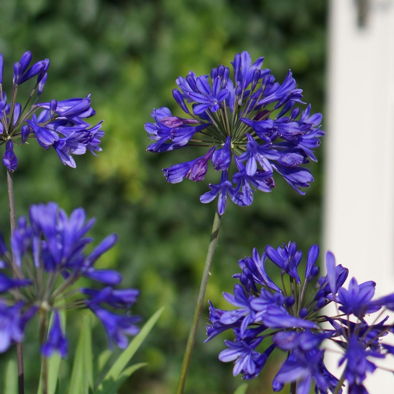 Agapanthus BRILLIANT BLUE  plant