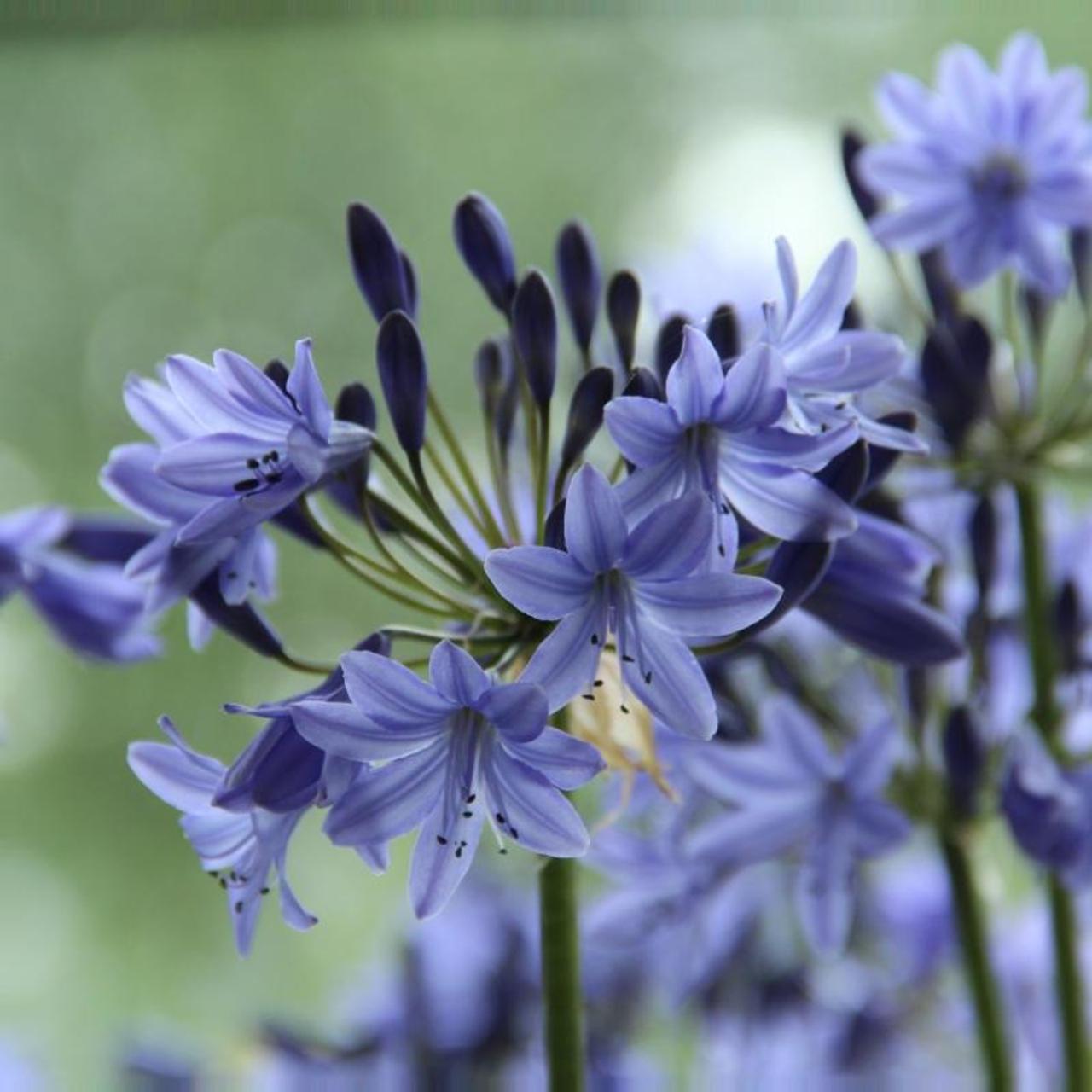 Agapanthus 'Dr. Brouwer' plant