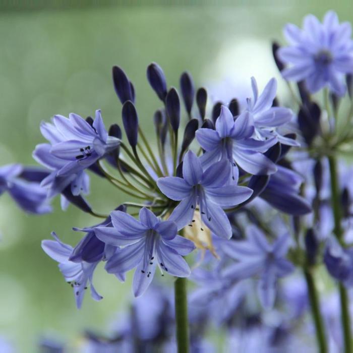 Agapanthus 'Dr. Brouwer'