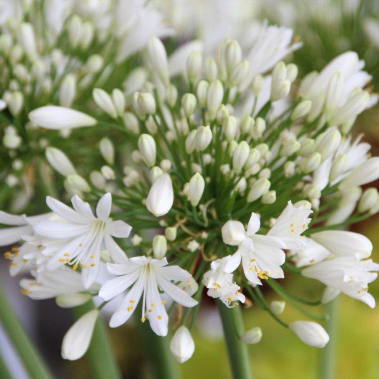 Agapanthus 'Duivenbrugge White' plant