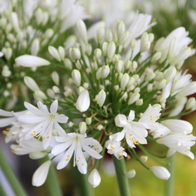 agapanthus-duivenbrugge-white