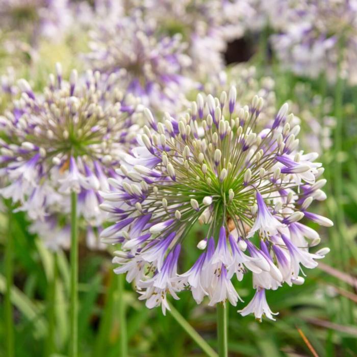 Agapanthus 'Fireworks' plant