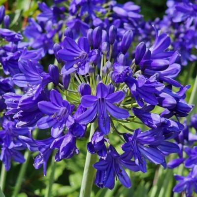 agapanthus-flowers-of-love